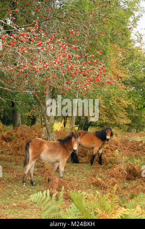 Poneys New Forest sous un arbre couvert de fruits, Hampshire, Angleterre Banque D'Images