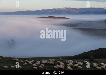 Des moutons paissant sur une colline en Roumanie, avec une vallée brumeuse à l'arrière-plan Banque D'Images