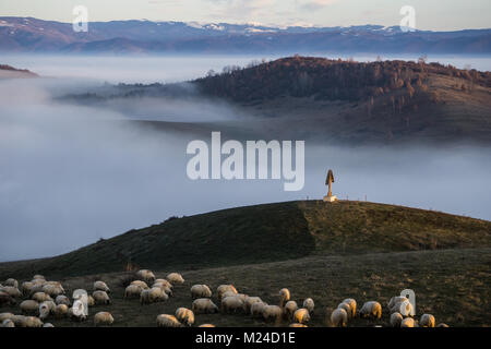 Des moutons paissant sur une colline dans les montagnes des Carpates Banque D'Images