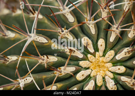 Golden Barrel Cactus, close-up Banque D'Images