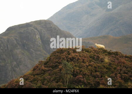 Les moutons écossais sur hill Banque D'Images