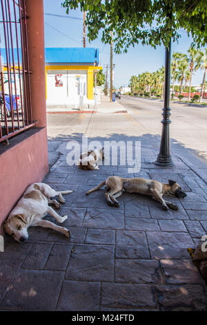 Trois chiens de dormir sur le trottoir à Loreto, Baja, au Mexique. Banque D'Images