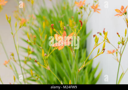 Petite fleur de lys avec Leopard dans un fond vert et de belles couleurs orange Banque D'Images