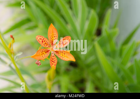 Petite fleur de lys avec Leopard dans un fond vert et de belles couleurs orange Banque D'Images