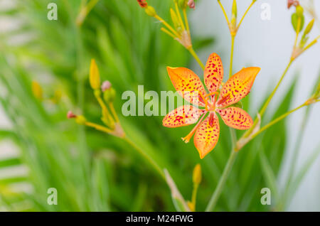 Petite fleur de lys avec Leopard dans un fond vert et de belles couleurs orange Banque D'Images