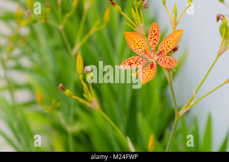 Petite fleur de lys avec Leopard dans un fond vert et de belles couleurs orange Banque D'Images