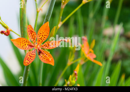 Petite fleur de lys avec Leopard dans un fond vert et de belles couleurs orange Banque D'Images