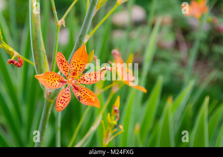 Petite fleur de lys avec Leopard dans un fond vert et de belles couleurs orange Banque D'Images