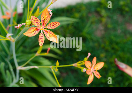 Petite fleur de lys avec Leopard dans un fond vert et de belles couleurs orange Banque D'Images