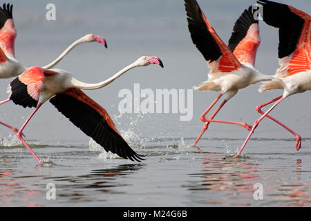 Plus de flamants roses au décollage Banque D'Images