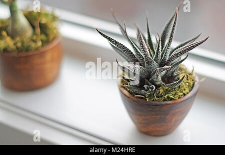 Les plantes succulentes sur rebord de fenêtre dans la salle de bains moderne. Calgary, Alberta, Canada. Banque D'Images