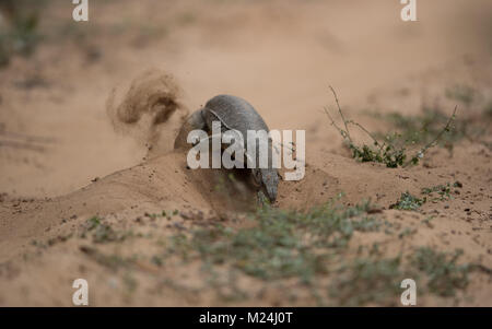 Le moniteur des terres (Varanus bengalensis) est appelée une Udumbu Thalagoya en cinghalais et en tamoul. Banque D'Images