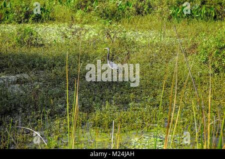 (Egretta tricolor tricolor) de patauger dans le marais Banque D'Images