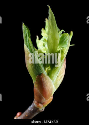 Jeunes feuilles bud close-up Banque D'Images