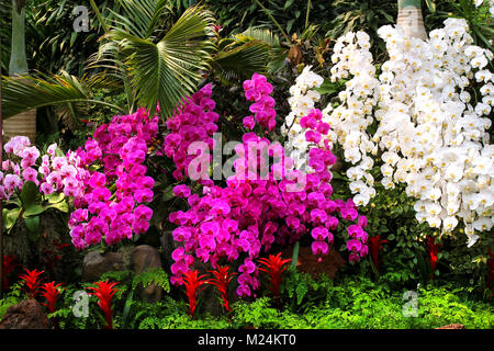 Gorgeous Mauve et blanc orchidées ornent park. Banque D'Images