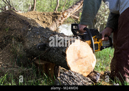 L'homme coupe un arbre tombé, un travail dangereux en forêt Banque D'Images