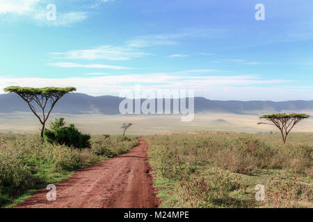 Chemin de terre entre les acacias menant au cratère du Ngorongoro, Tanzanie Banque D'Images