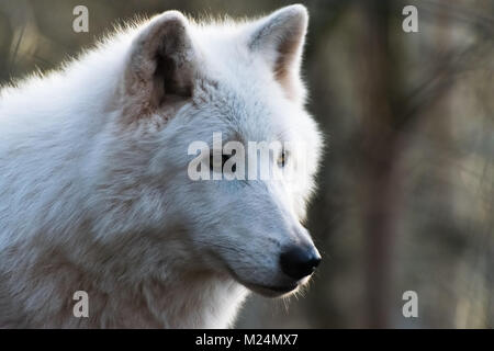 Luna, le loup arctique Banque D'Images