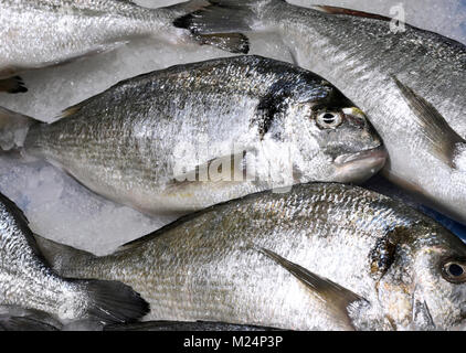 Le poisson frais sur un marché aux poissons ou de blocage du marché. Refroidi par de la glace ou dorade dorades tête doré poissons. Banque D'Images
