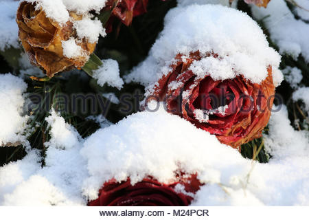 Neige sur un lit de roses pendant une vague de froid en Allemagne Banque D'Images