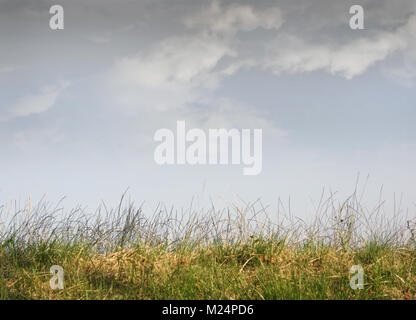 Résumé des brins d'herbe avec Ciel et nuages Banque D'Images