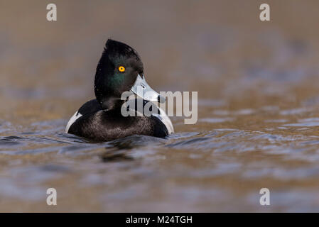 Canard touffeté mâle sur l'eau, Royaume-Uni Banque D'Images