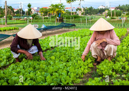 Vieux couple d'agriculteurs travaillant sur une ferme maraîchère en dehors de Hoi An, Vietnam central. Banque D'Images