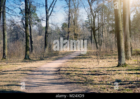Le parc au début du printemps, les arbres sans feuilles et une herbe de l'année dernière à sunny day Banque D'Images
