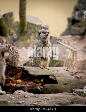 Meerkat en captivité Banque D'Images