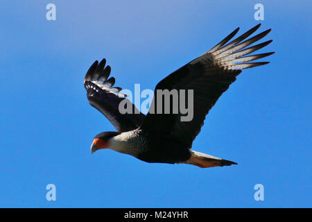 A Northern Crested Caracara Caracara cheriway) (voler contre un ciel bleu dans le parc national de Corcovado dans le sud du Costa Rica. Banque D'Images