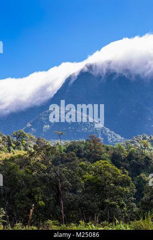 Le versant de montagne en couchant nuage avec le conifère à dans la brume dans un paysage pittoresque voir Banque D'Images