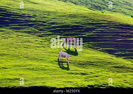 Les chevaux brouter sur une colline,Cachemire, Inde. Banque D'Images