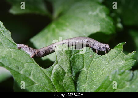 Poivrée Espèce d 'Caterpillar Biston betularia' Banque D'Images