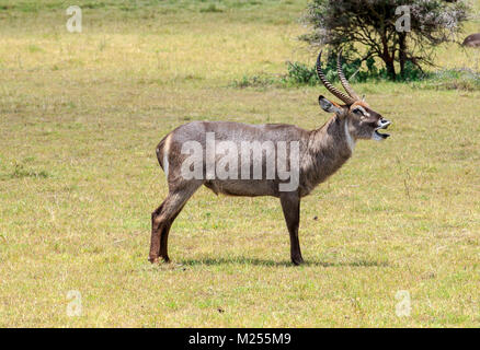 Le cobe à croissant est une grande antilope trouvé largement en Afrique subsaharienne. Il est placé dans le genre Kobus de la famille des bovidés. Banque D'Images