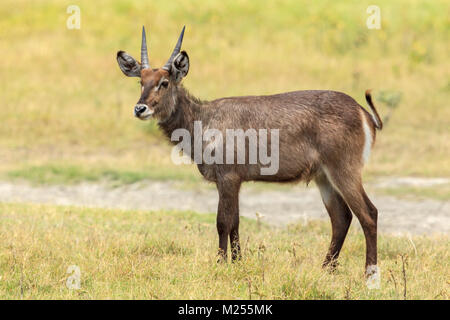 Le cobe à croissant est une grande antilope trouvé largement en Afrique subsaharienne. Il est placé dans le genre Kobus de la famille des bovidés. Banque D'Images