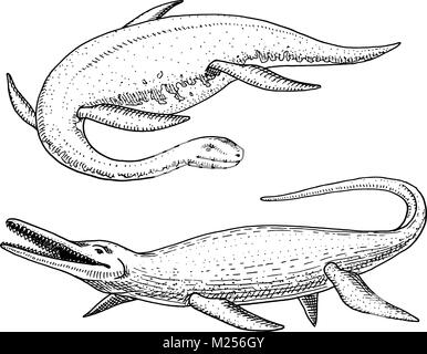 Les dinosaures Elasmosaurus, Mosasaurus, squelettes, fossiles, lézard ailé. American reptiles préhistoriques, gravé des animaux du jurassique Hand drawn vector. Illustration de Vecteur