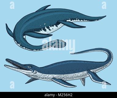 Les dinosaures Elasmosaurus, Mosasaurus, squelettes, fossiles, lézard ailé. American reptiles préhistoriques, gravé des animaux du jurassique Hand drawn vector. Illustration de Vecteur