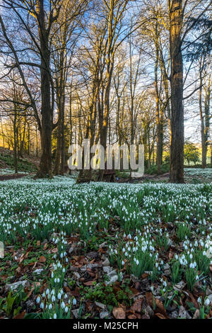 Le jardin rococo en Painswick, UK. 5 février 2018 et le jardin Rococo en Painswick, Gloucestershire prend vie avec son superbe écran annuel de perce-neige. Crédit : David Broadbent/Alamy Live News Banque D'Images