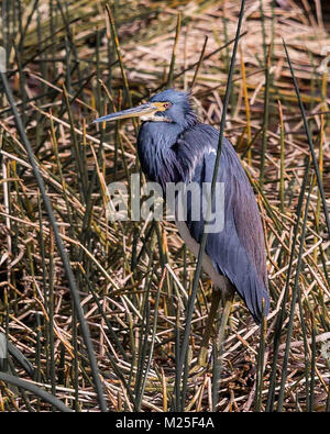 Boynton Beach, FL, USA. 27 Jan, 2018. Une Visiere Tricolor - ... (Egretta tricolor) dans les zones humides Caye verte Nature Centre dans le comté de Palm Beach en Floride. Credit : Arnold Drapkin/ZUMA/Alamy Fil Live News Banque D'Images