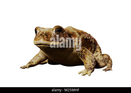 Crapaud commun (Bufo bufo) assis, isolé sur fond blanc Banque D'Images