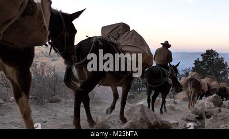 Mules transmettre sur South Kaibab Trail à Grand Canyon Banque D'Images