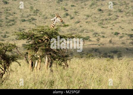 Girafe au Kenya Safari Trip Banque D'Images