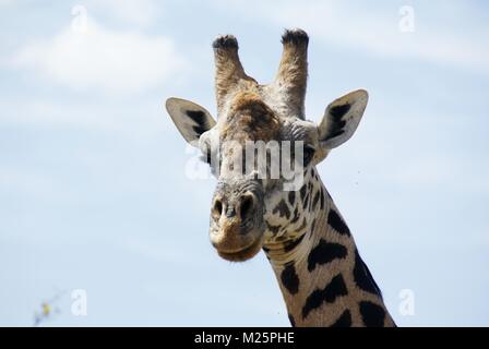 Girafe au Kenya Safari Trip Banque D'Images