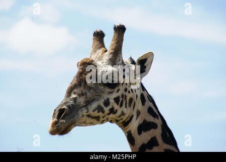 Girafe au Kenya Safari Trip Banque D'Images