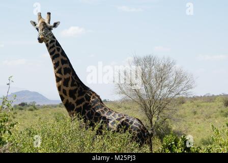 Girafe au Kenya Safari Trip Banque D'Images