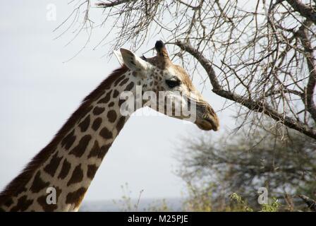 Girafe au Kenya Safari Trip Banque D'Images
