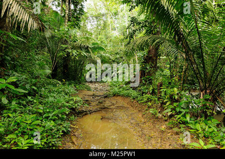 Darien jungle sauvage près de la Colombie et le Panama border Banque D'Images