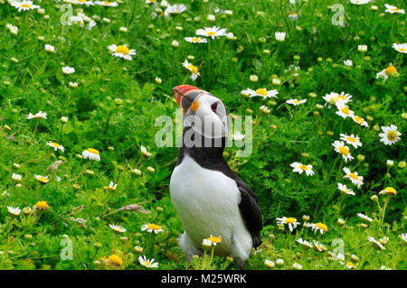 'Puffin Fratercula arctica' à la camomille de skywards couvrir près de son terrier sur Skomer island au large de la côte du Pembrokeshire, Pays de Galles, Royaume-Uni. Banque D'Images