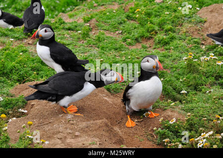 'Puffin Fratercula arctica'soutenant l'extérieur burrow chez camomille sur Skomer island au large de la côte du Pembrokeshire, Pays de Galles, Royaume-Uni. Banque D'Images