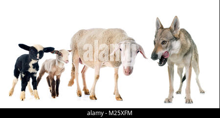 Brebis adulte, agneaux et wolf in front of white background Banque D'Images